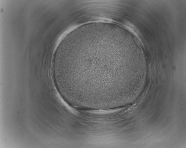 X0000065981379200603061204