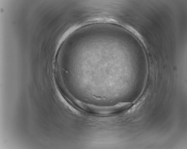 X0000065981381200603061203