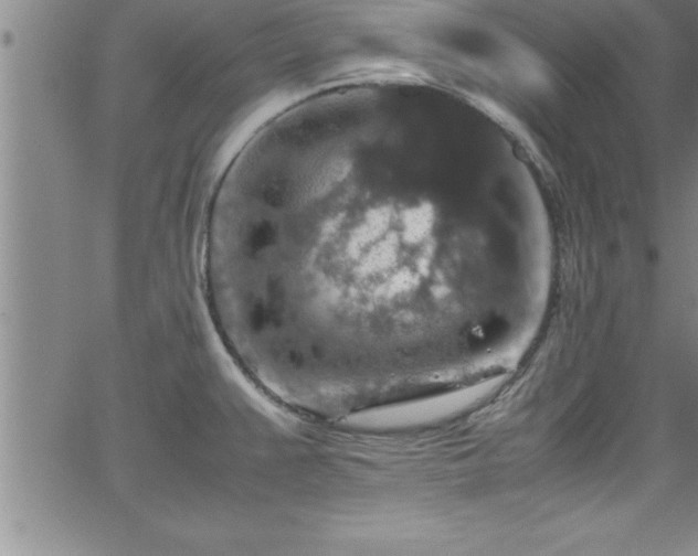 X0000065981383200603061203