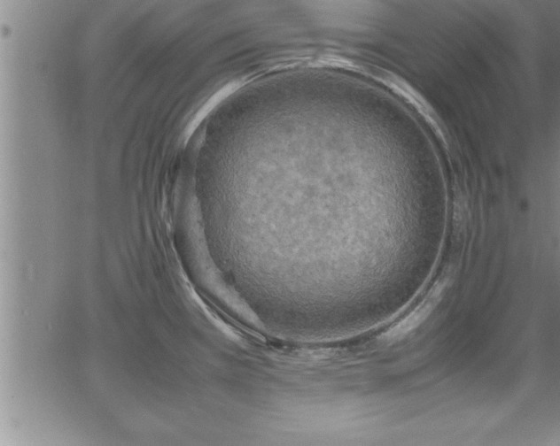 X0000065981385200603061203