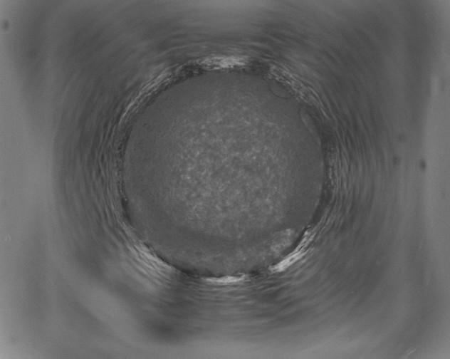 X0000065981393200603061203