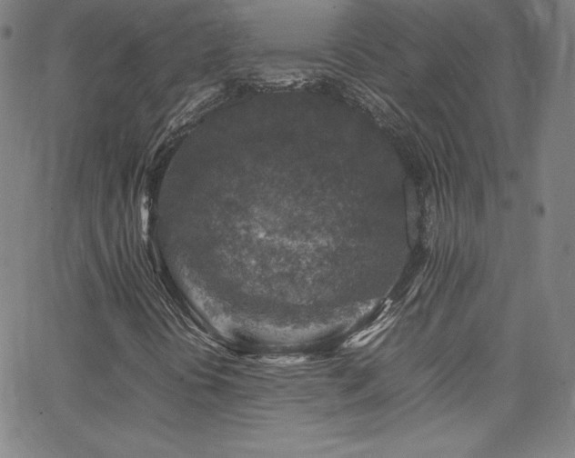 X0000065981394200603061203