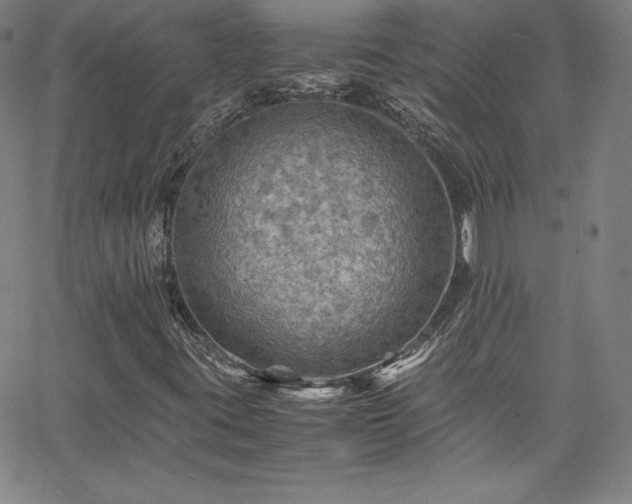 X0000065981395200603061203