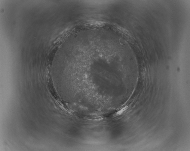 X0000065981397200603061203