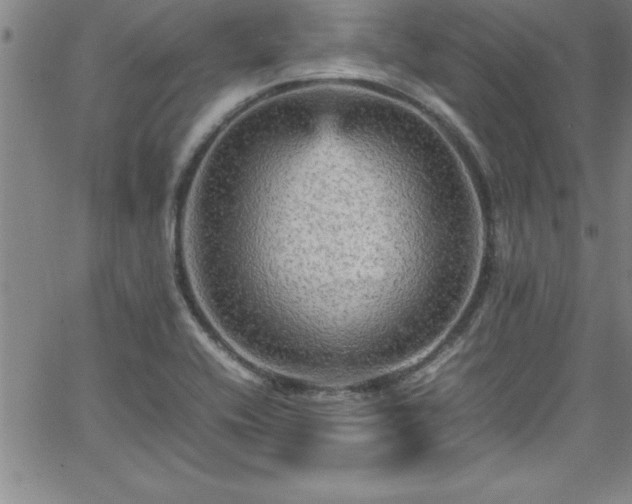 X0000065981416200603061203