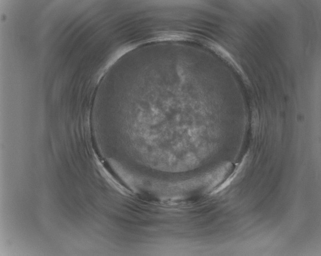 X0000065981417200603061203