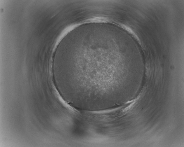 X0000065981421200603061203