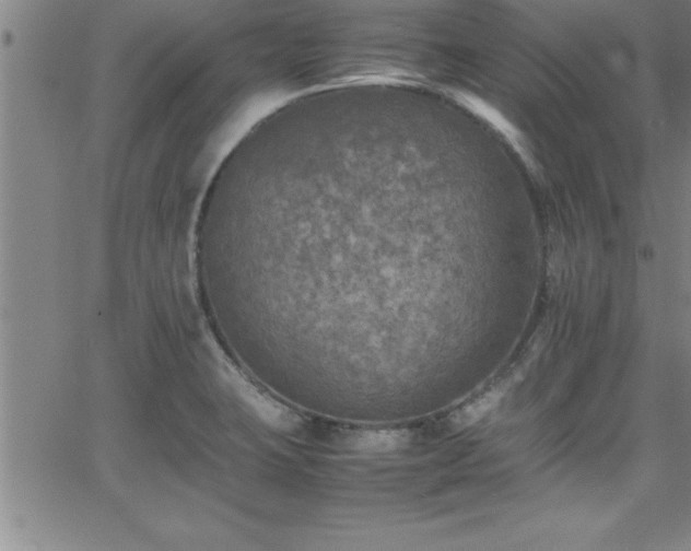 X0000065981423200603061203