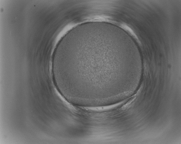 X0000065981424200603061203