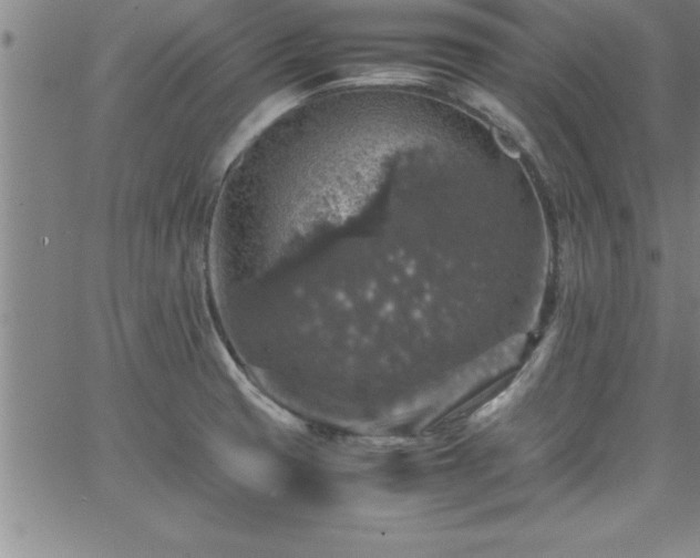 X0000065981425200603061203