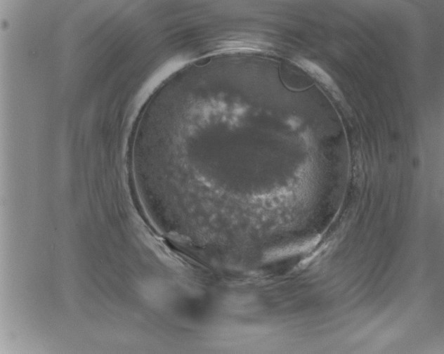 X0000065981427200603061203