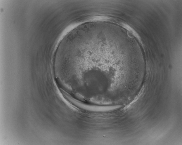 X0000065981429200603061203