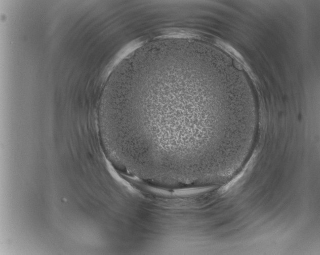 X0000065981433200603061203