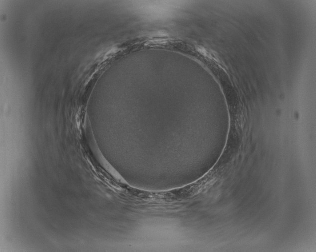 X0000065981445200603061202