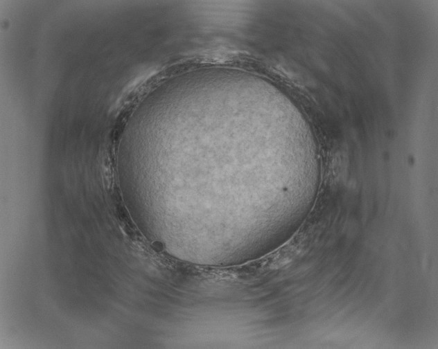 X0000065981446200603061202