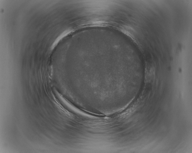 X0000065981450200603061202