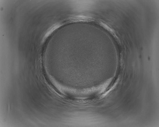 X0000065981453200603061202