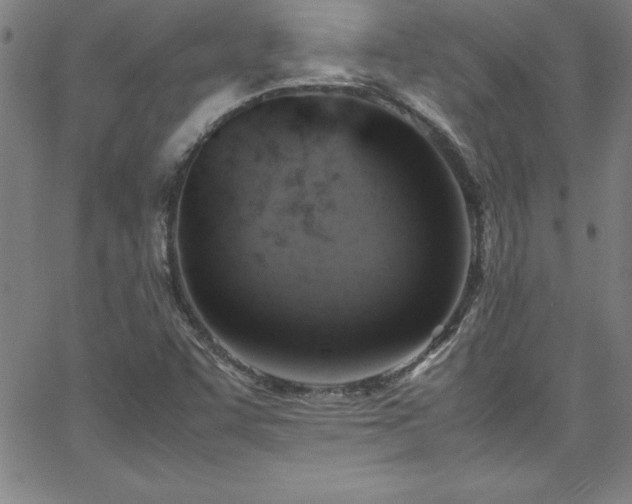 X0000065981455200603061202