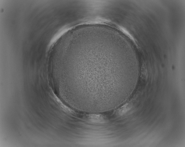 X0000065981456200603061202