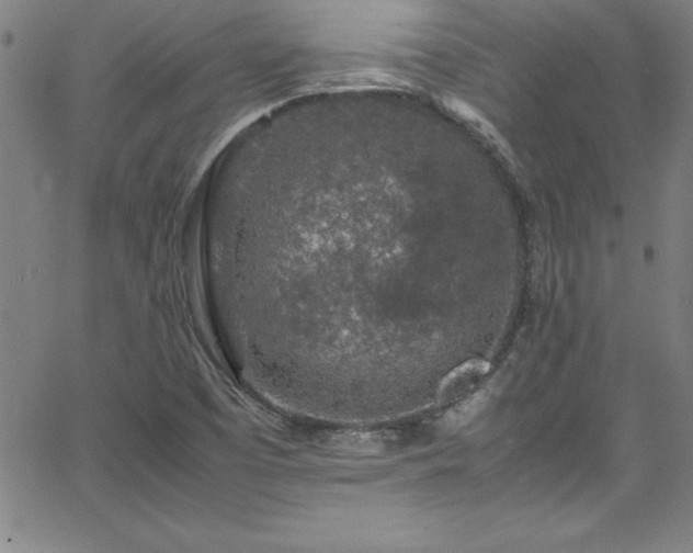 X0000065981457200603061202