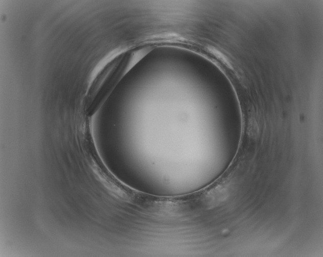 X0000065981458200603061202