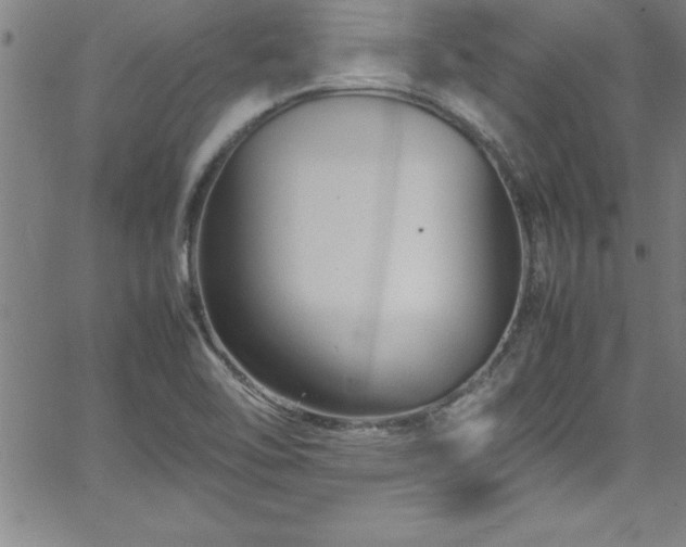 X0000065981462200603061202