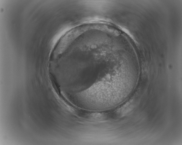 X0000065981463200603061202