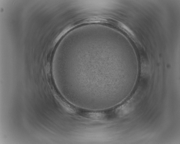 X0000065981465200603061202