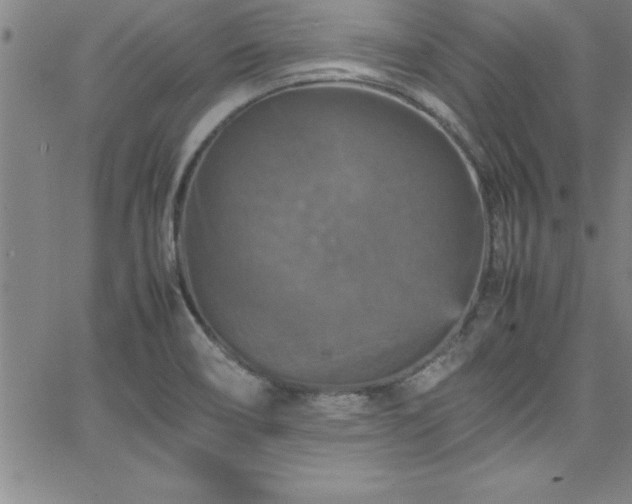 X0000065981466200603061202