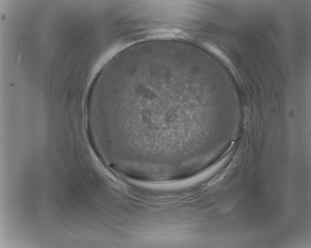 X0000065981467200603061202