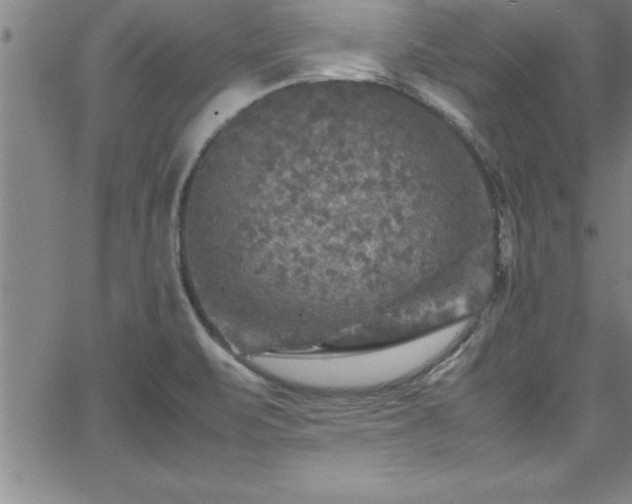 X0000065981471200603061202