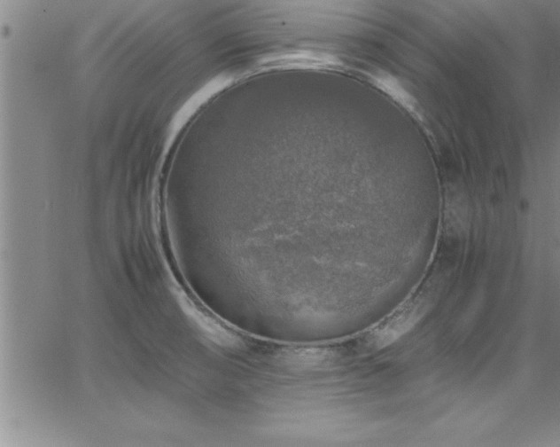 X0000065981474200603061202