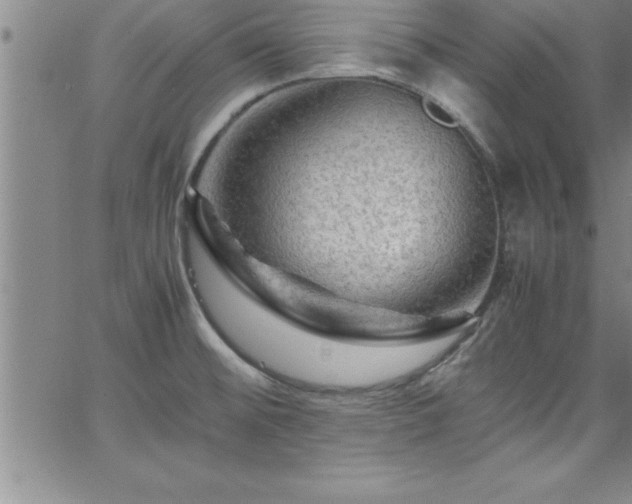 X0000065981476200603061202