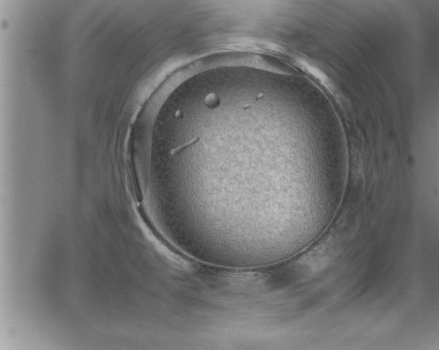 X0000065981479200603061202