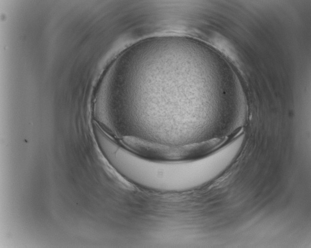 X0000065981480200603061202