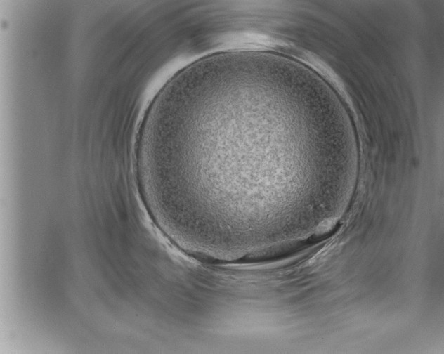 X0000065981488200603061202