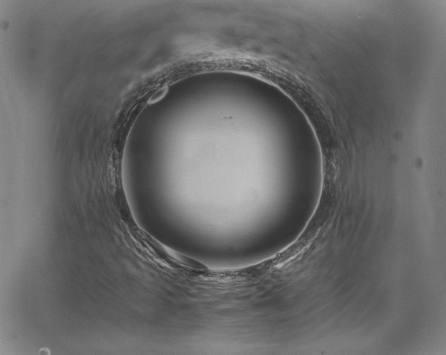 X0000065981493200603061201