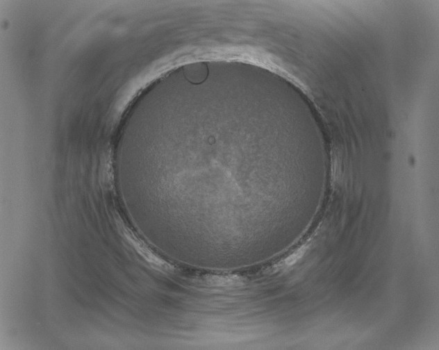 X0000065981498200603061201