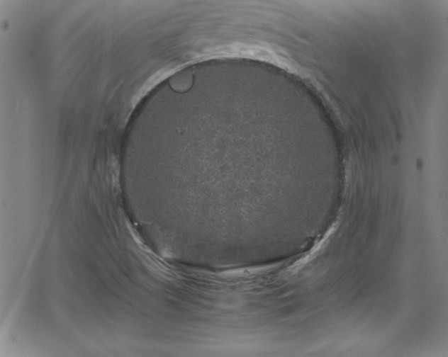 X0000065981505200603061201