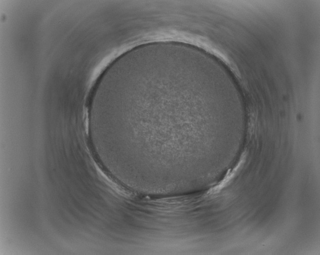 X0000065981509200603061201