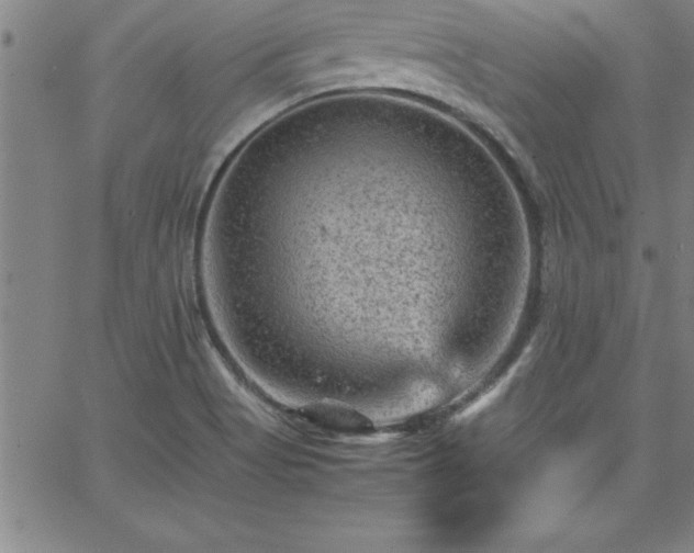 X0000065981513200603061201