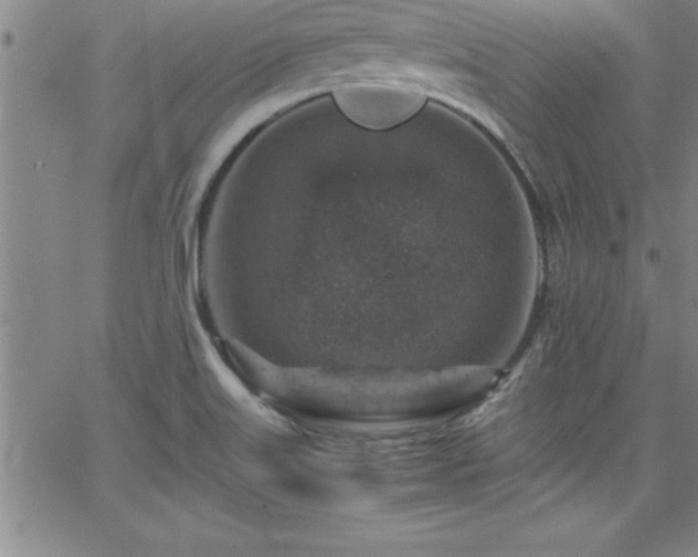 X0000065981515200603061201