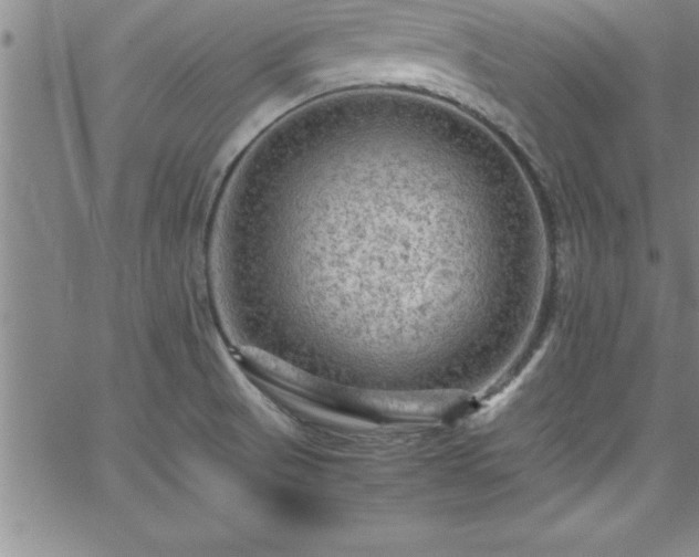 X0000065981521200603061201