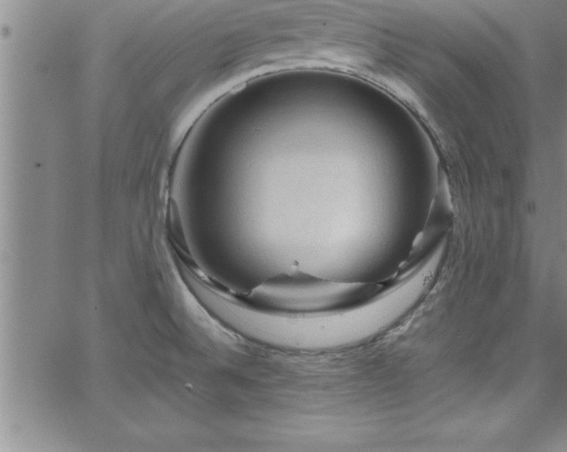 X0000065981524200603061202