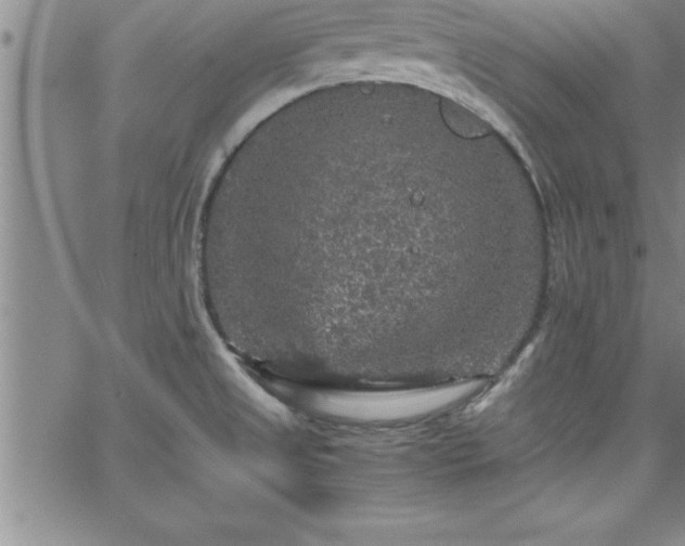 X0000065981525200603061202