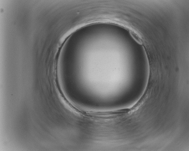 X0000065981526200603061202