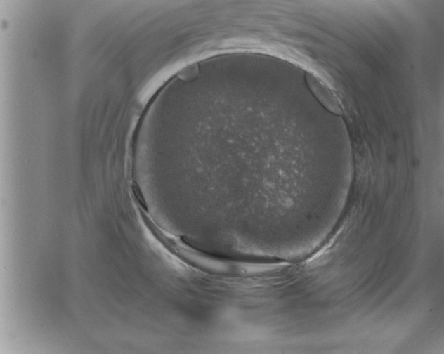 X0000065981527200603061202