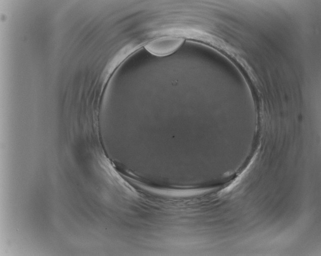 X0000065981529200603061202