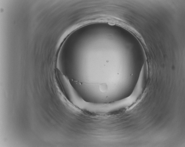 X0000065981530200603061202