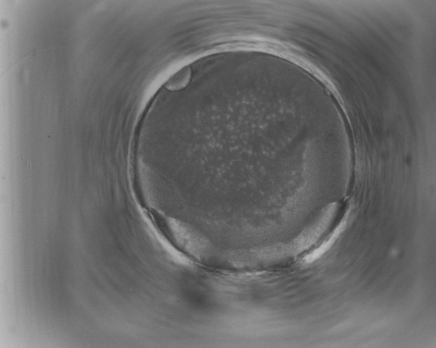 X0000065981533200603061202